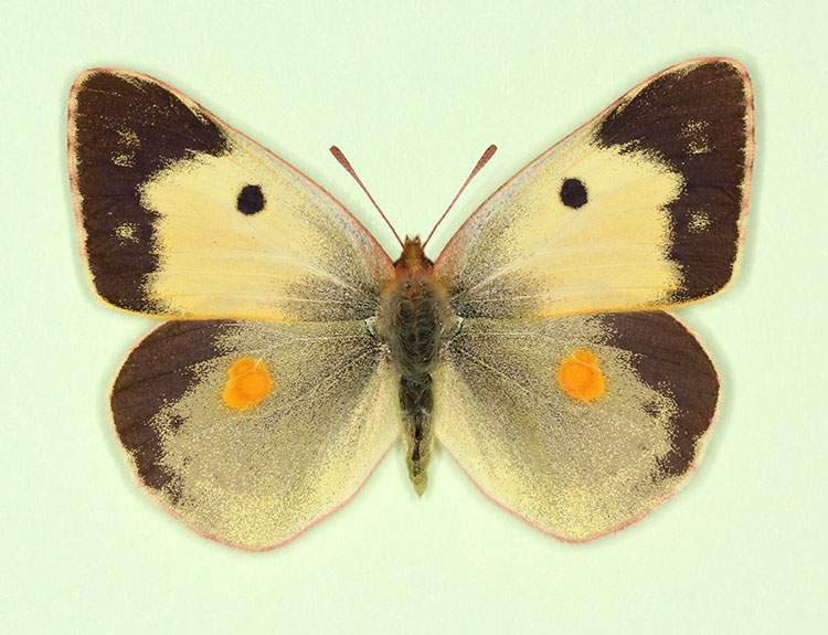 Colias croceus female (aberrant form nigra) (Internet Image property of respective owner, non-commercial use only)